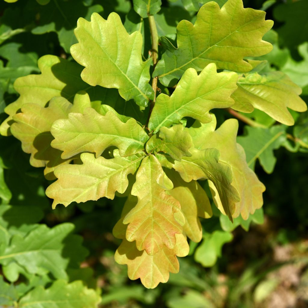 Roble común - Quercus robur