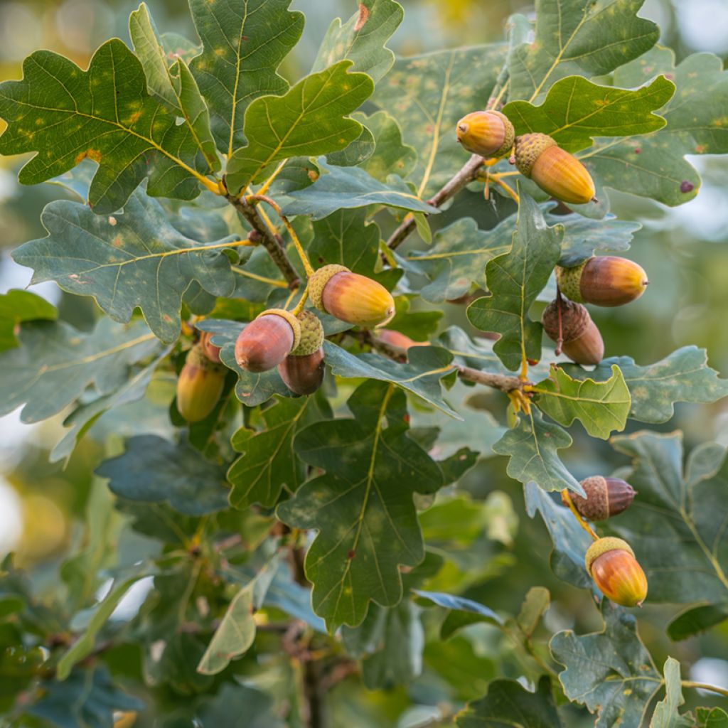 Roble común - Quercus robur