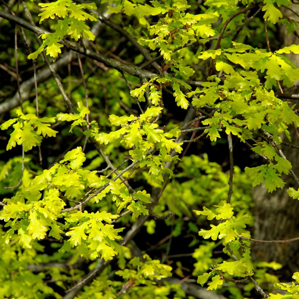 Roble albar - Quercus petraea