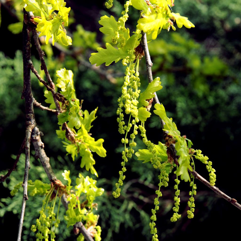 Roble albar - Quercus petraea