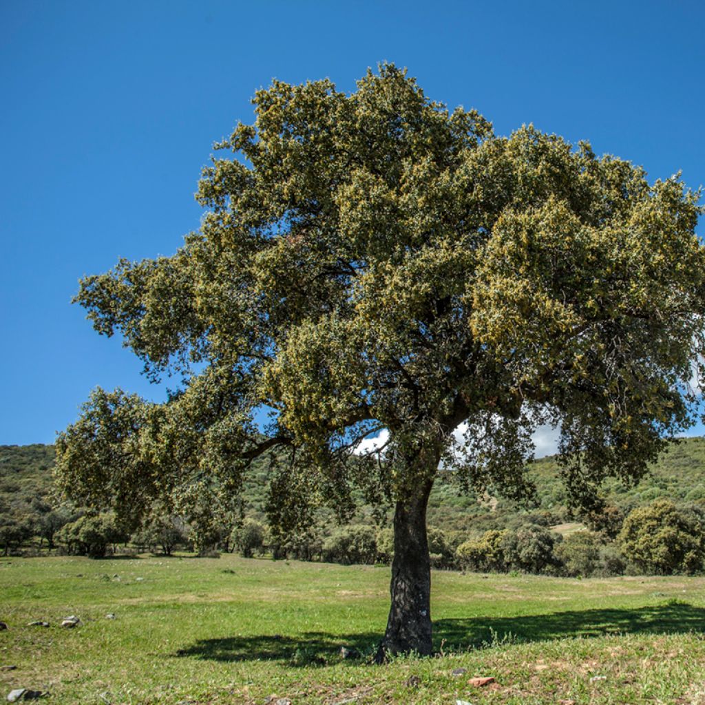 Encina - Quercus ilex