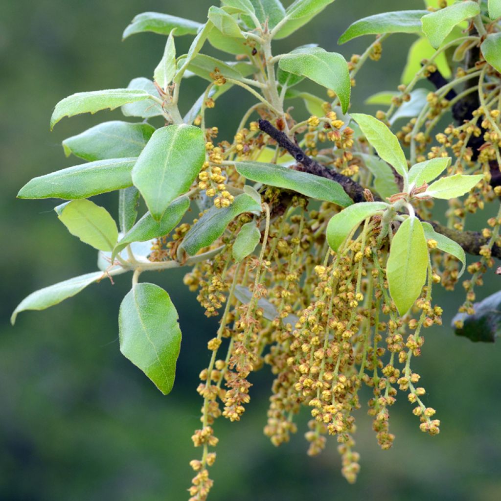 Encina - Quercus ilex