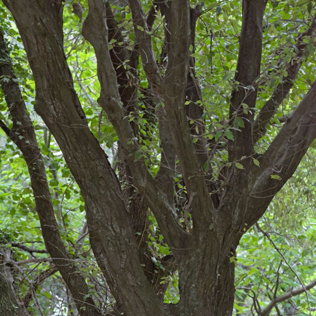 Encina - Quercus ilex