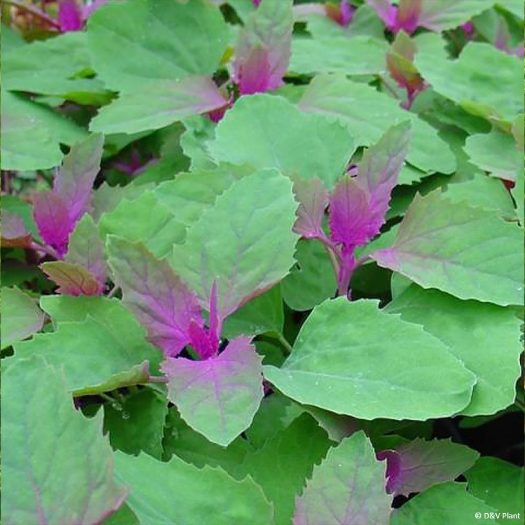 Pata de ganso gigante - Chenopodium giganteum