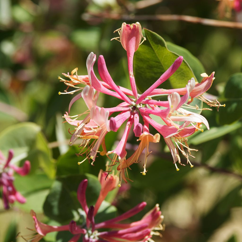 Lonicera heckrottii - Madreselva