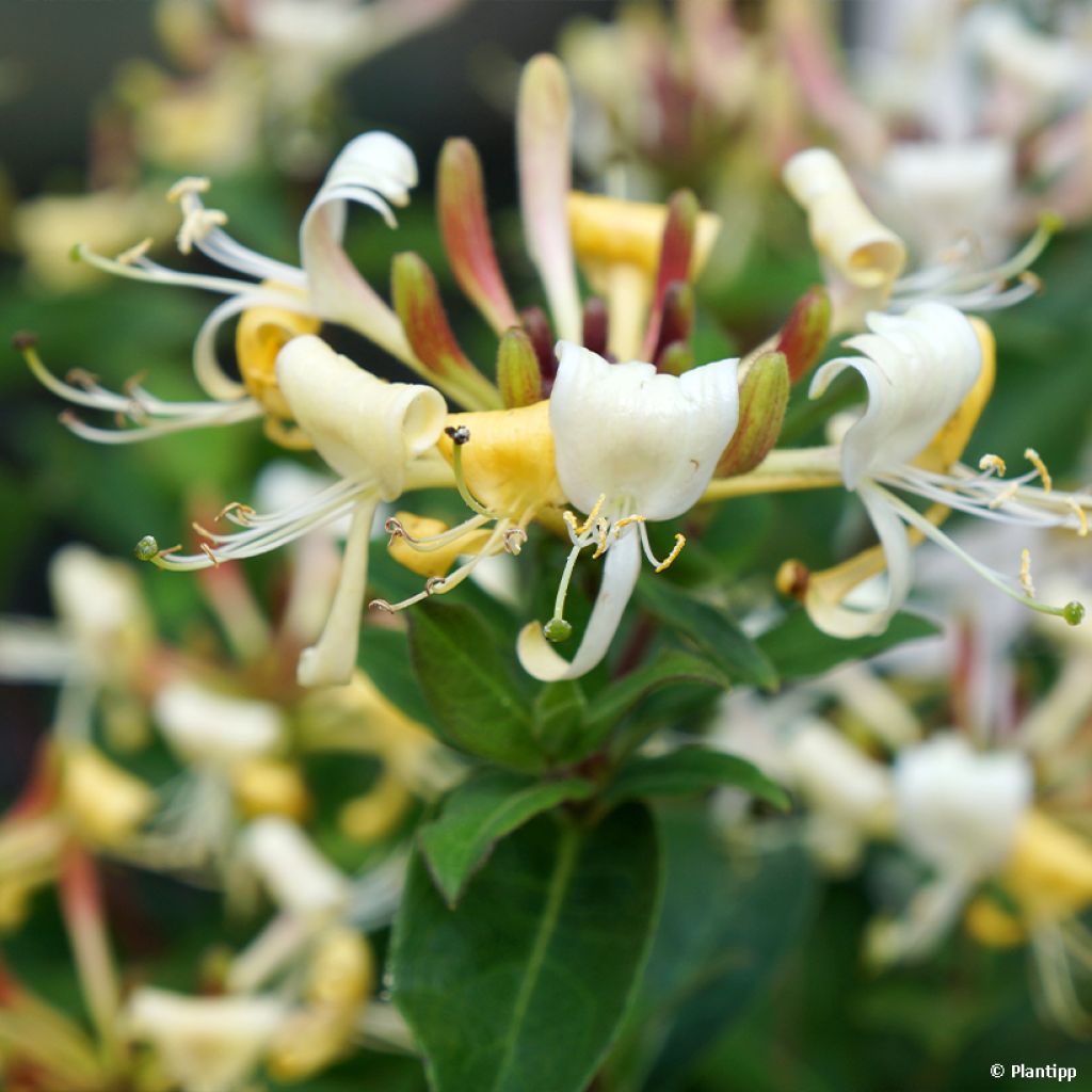 Lonicera Blond & Beyond - Madreselva