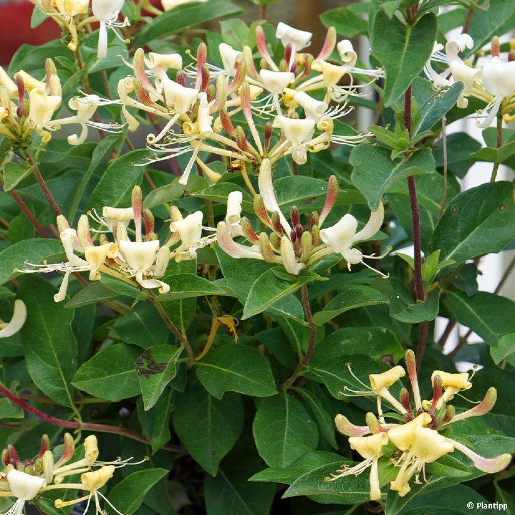 Lonicera Blond & Beyond - Madreselva