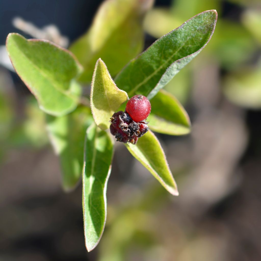 Lonicera Blond & Beyond - Madreselva