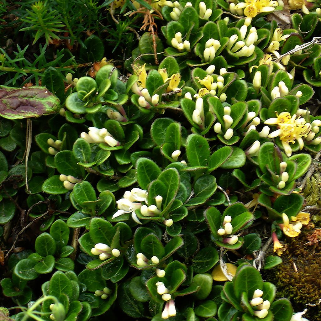 Lonicera crassifolia - Madreselva