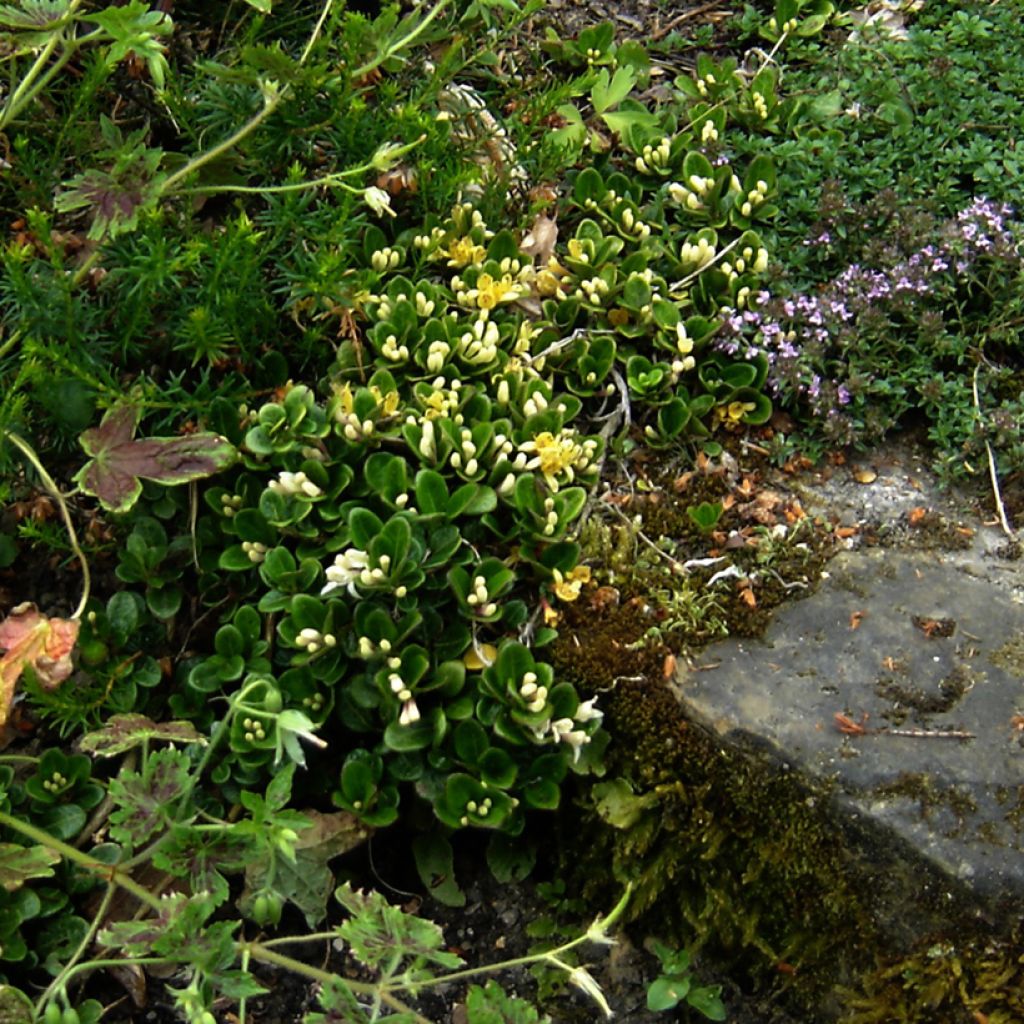 Lonicera crassifolia - Madreselva