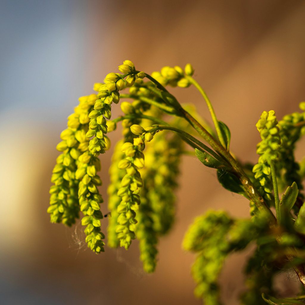 Chiastophyllum oppositifolium