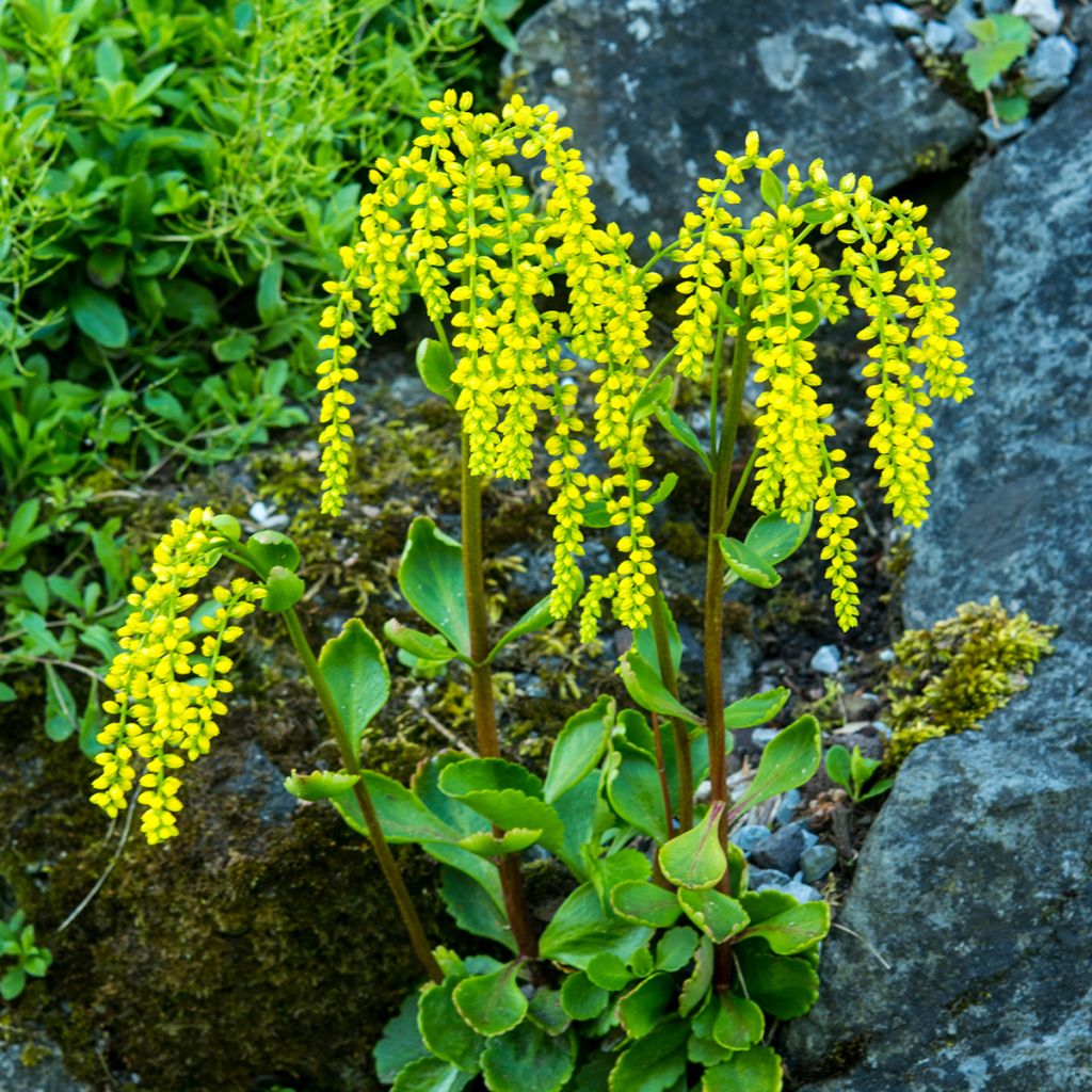 Chiastophyllum oppositifolium