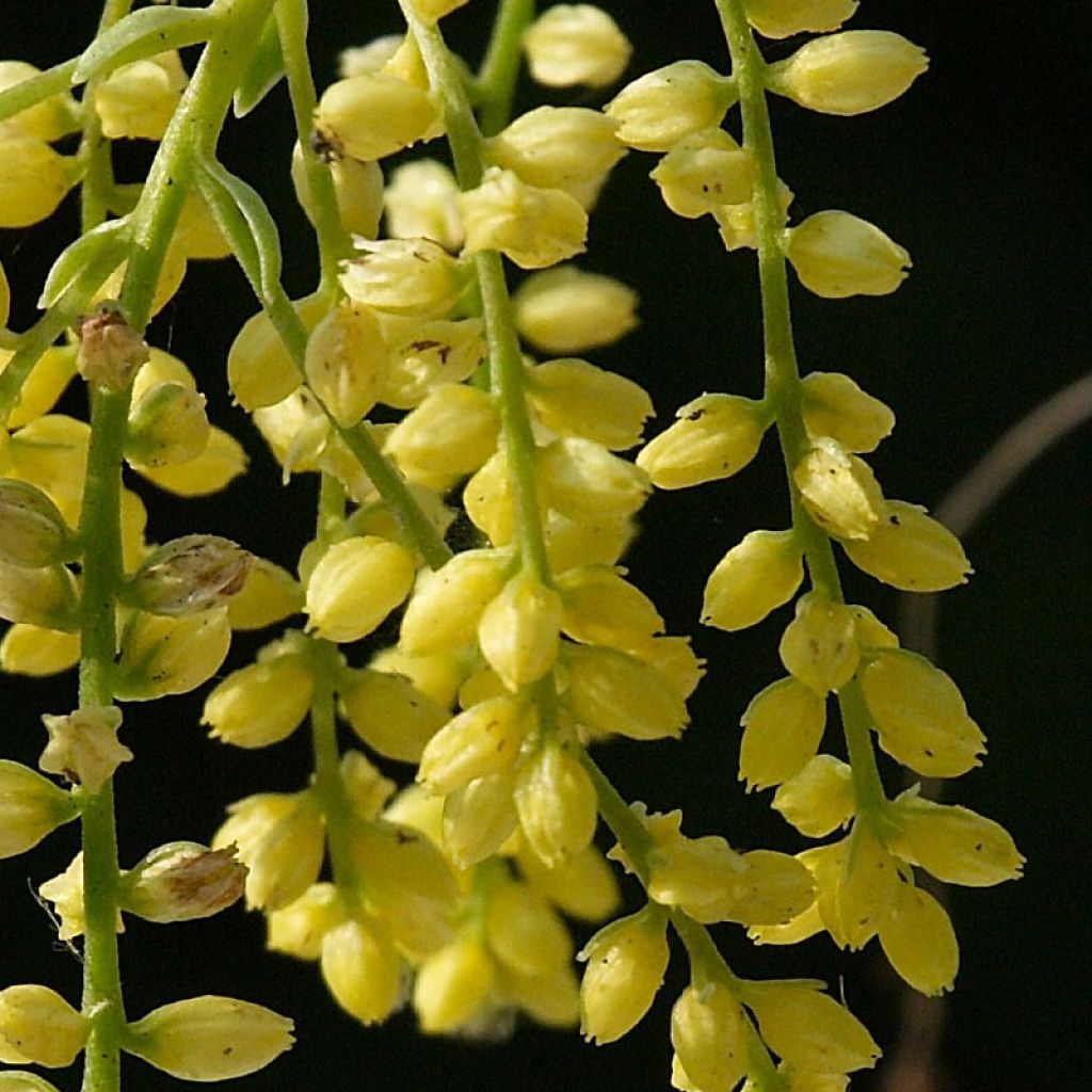 Chiastophyllum oppositifolium Variegatum - Goutte d'or panachée