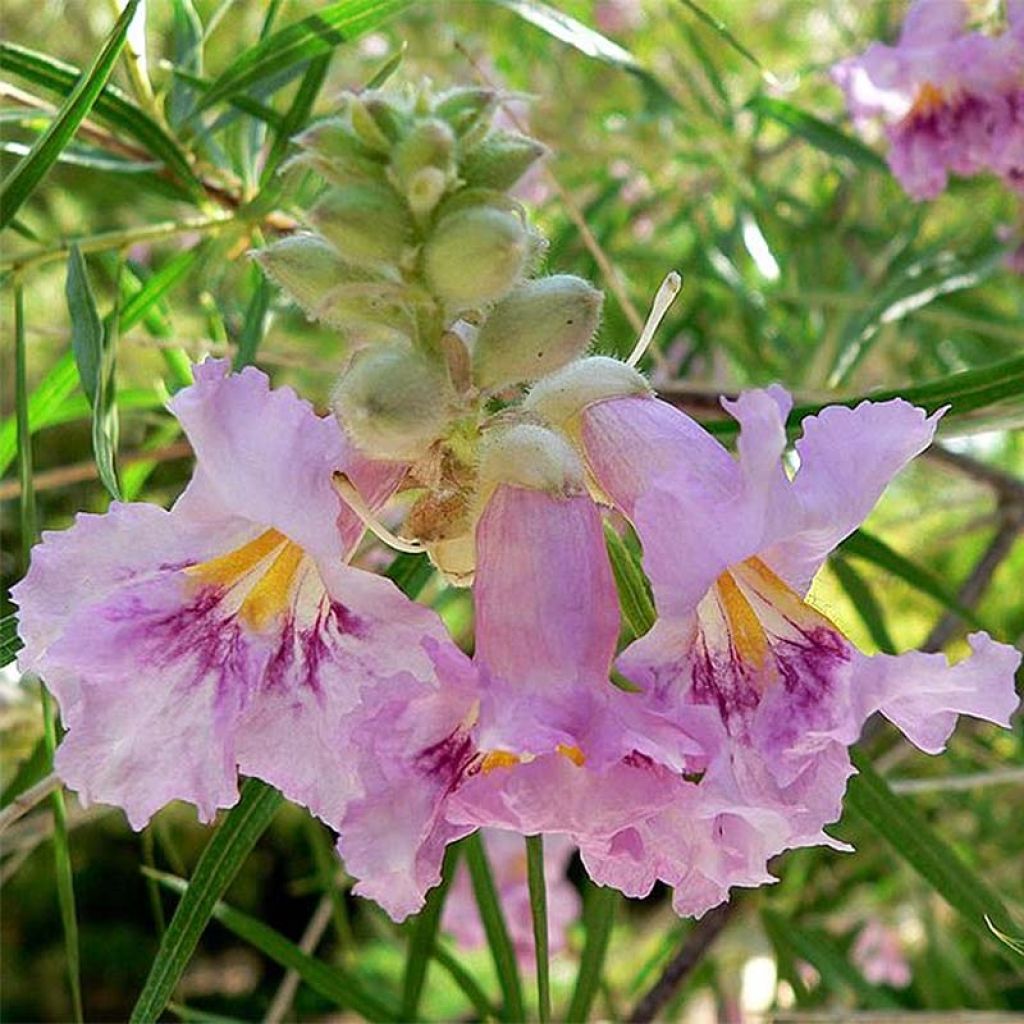 Chilopsis linearis - Sauce del desierto