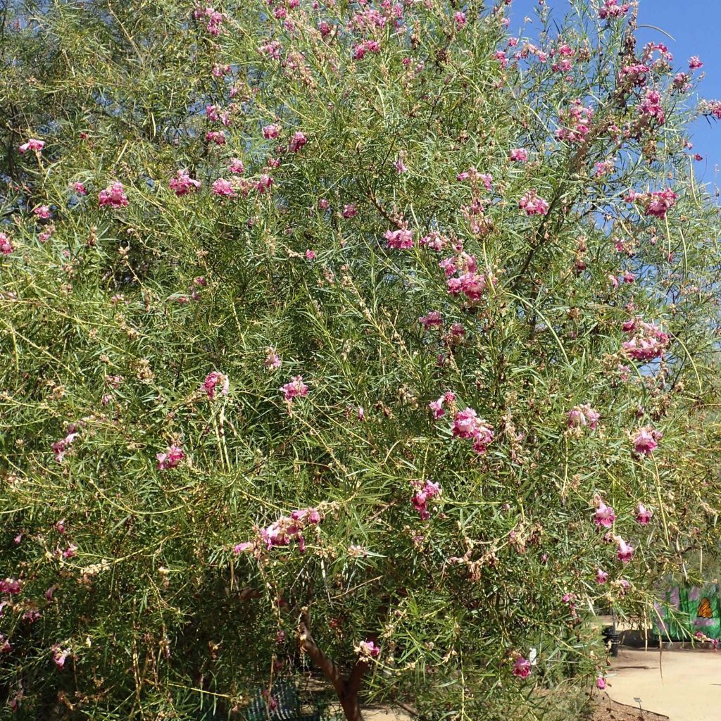 Chilopsis linearis - Sauce del desierto