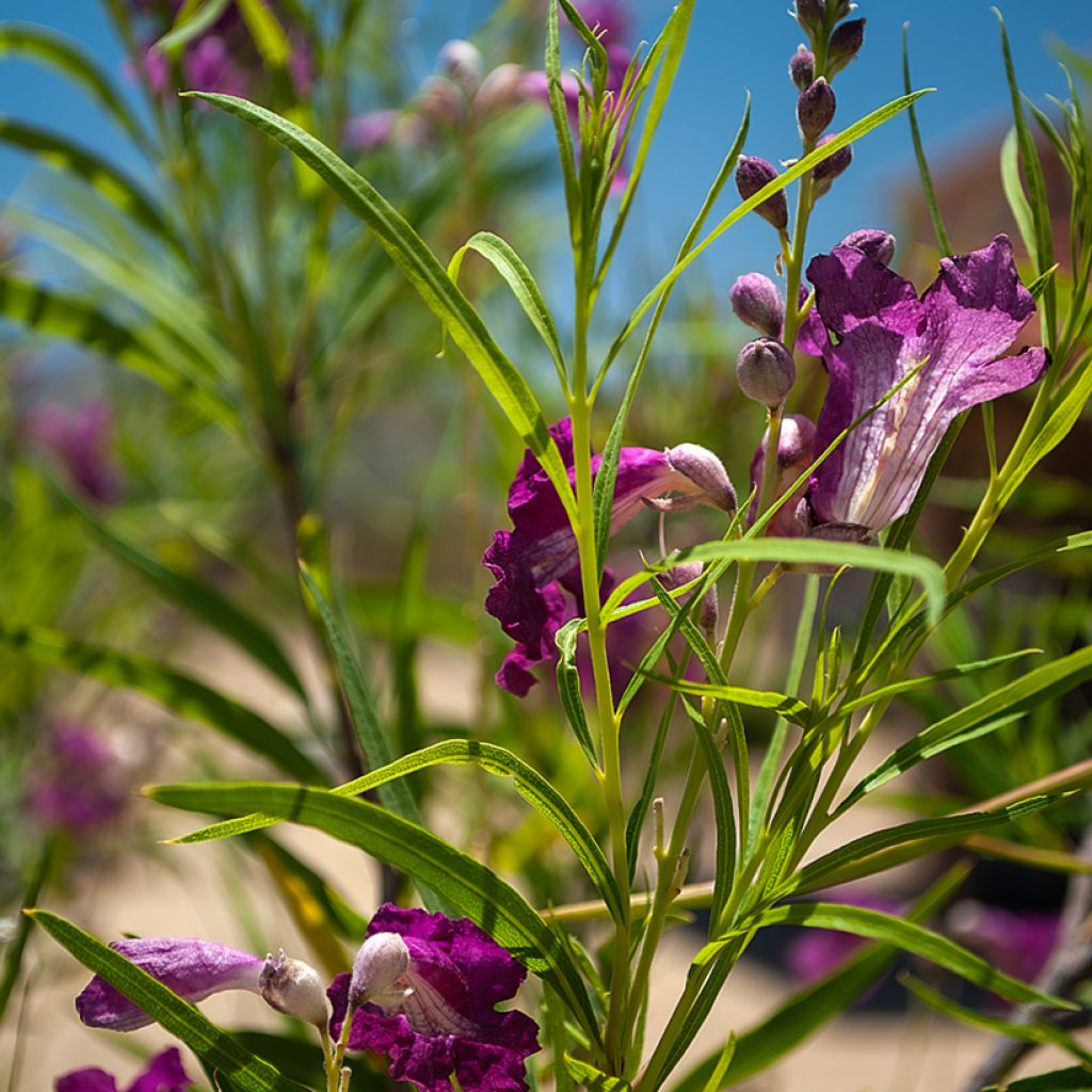 Chilopsis linearis Burgundy - Sauce del desierto