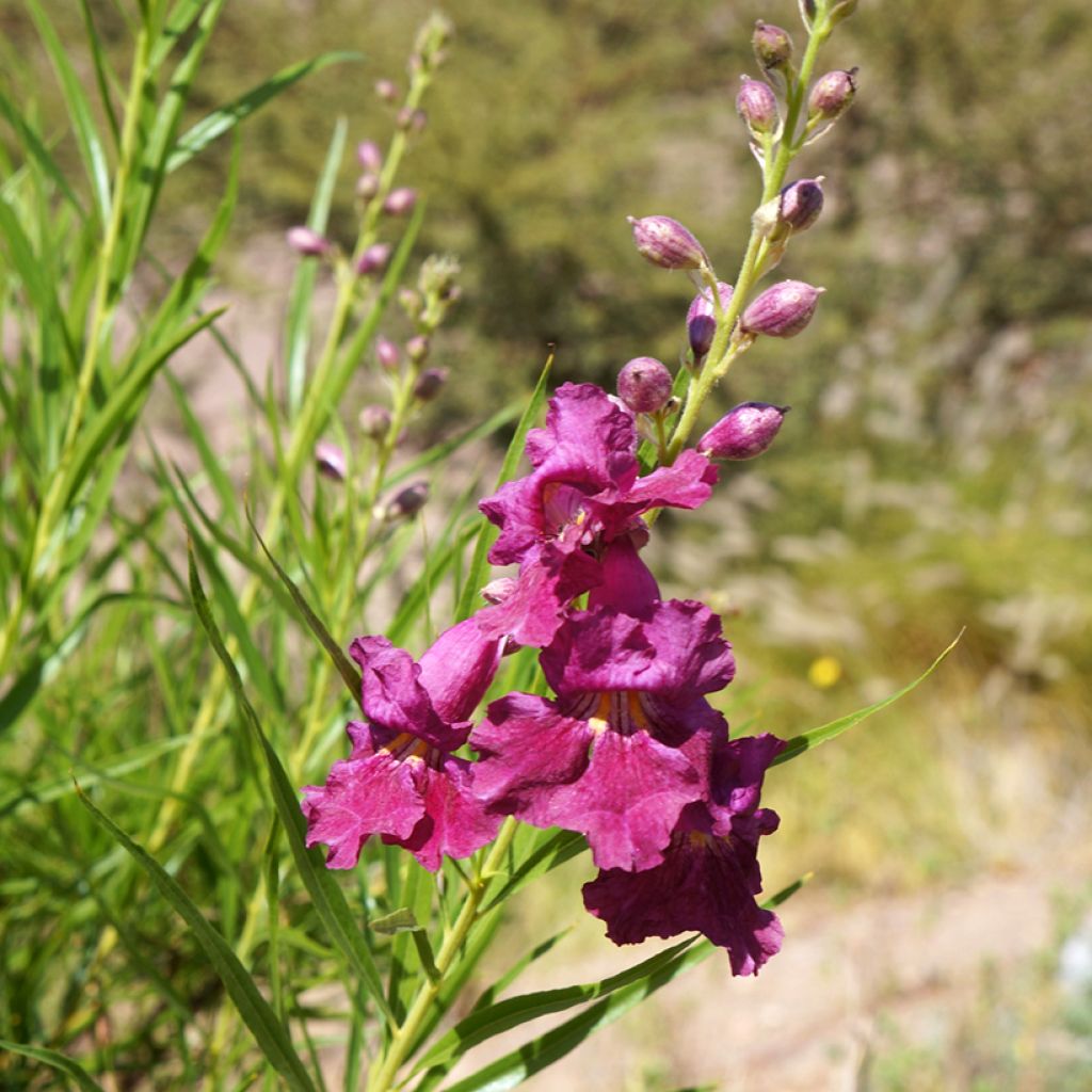 Chilopsis linearis Burgundy - Sauce del desierto