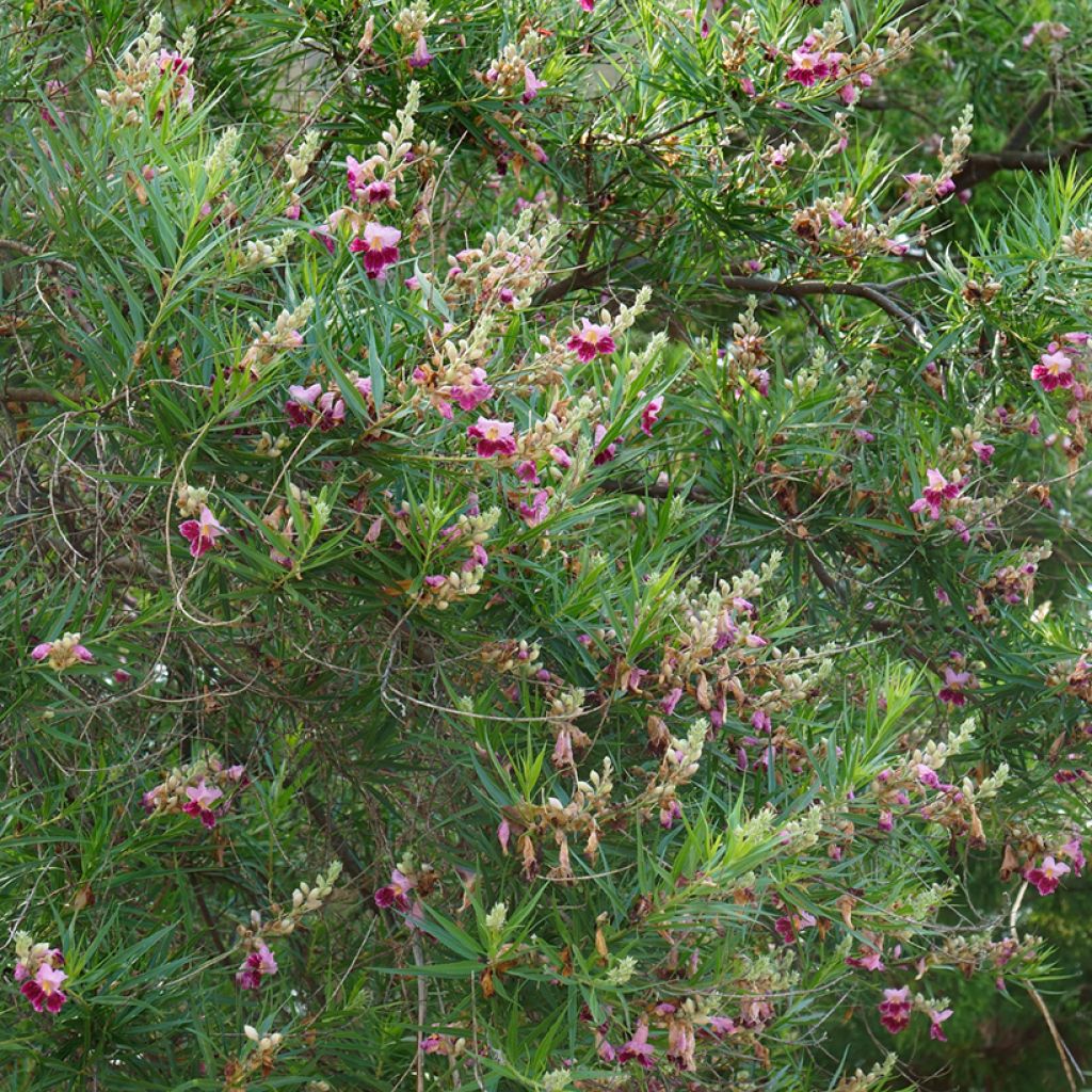 Chilopsis linearis - Sauce del desierto