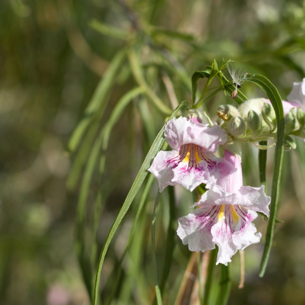 Chilopsis linearis - Sauce del desierto