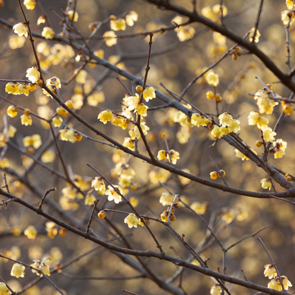 Chimonanthus praecox - Macasar