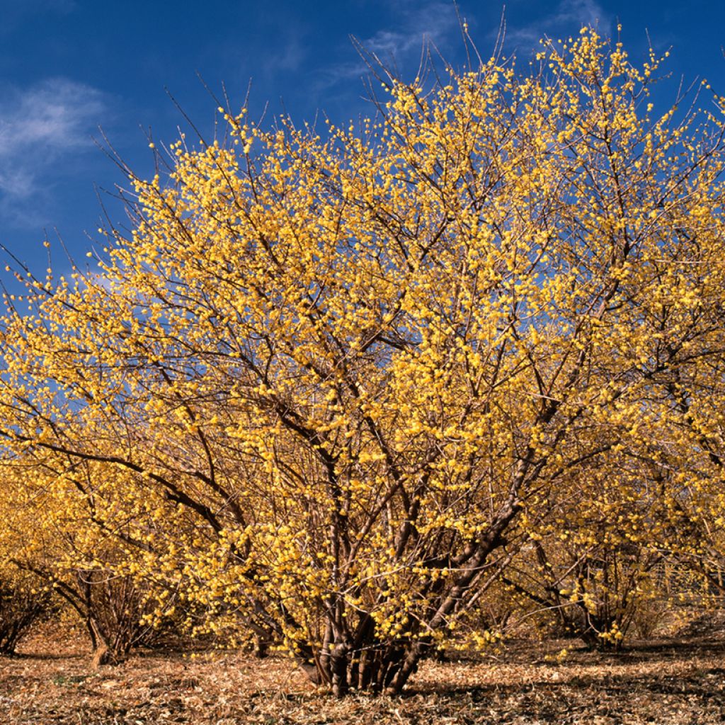 Chimonanthus praecox - Macasar