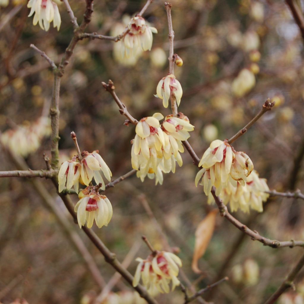 Chimonanthus praecox Grandiflorus - Macasar