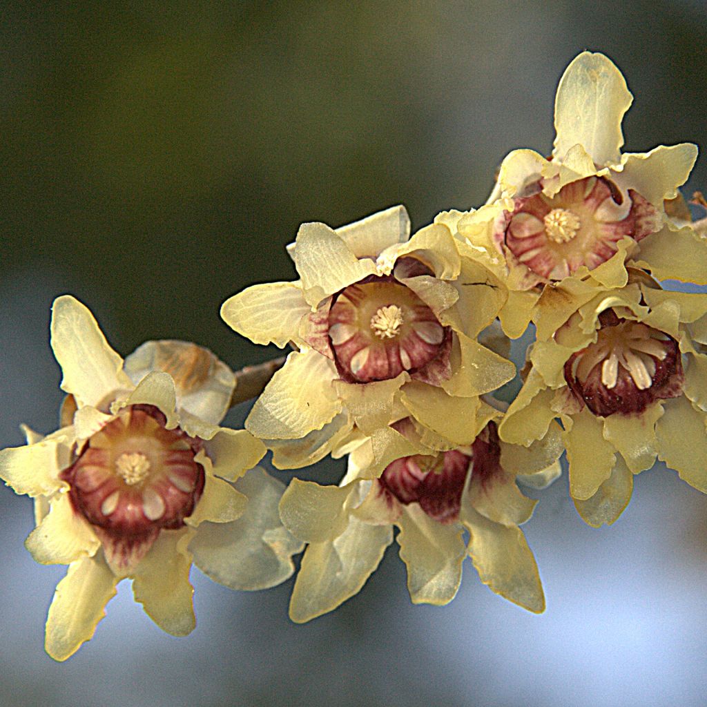 Chimonanthus praecox Grandiflorus - Chimonanthe odorant  à grandes fleurs