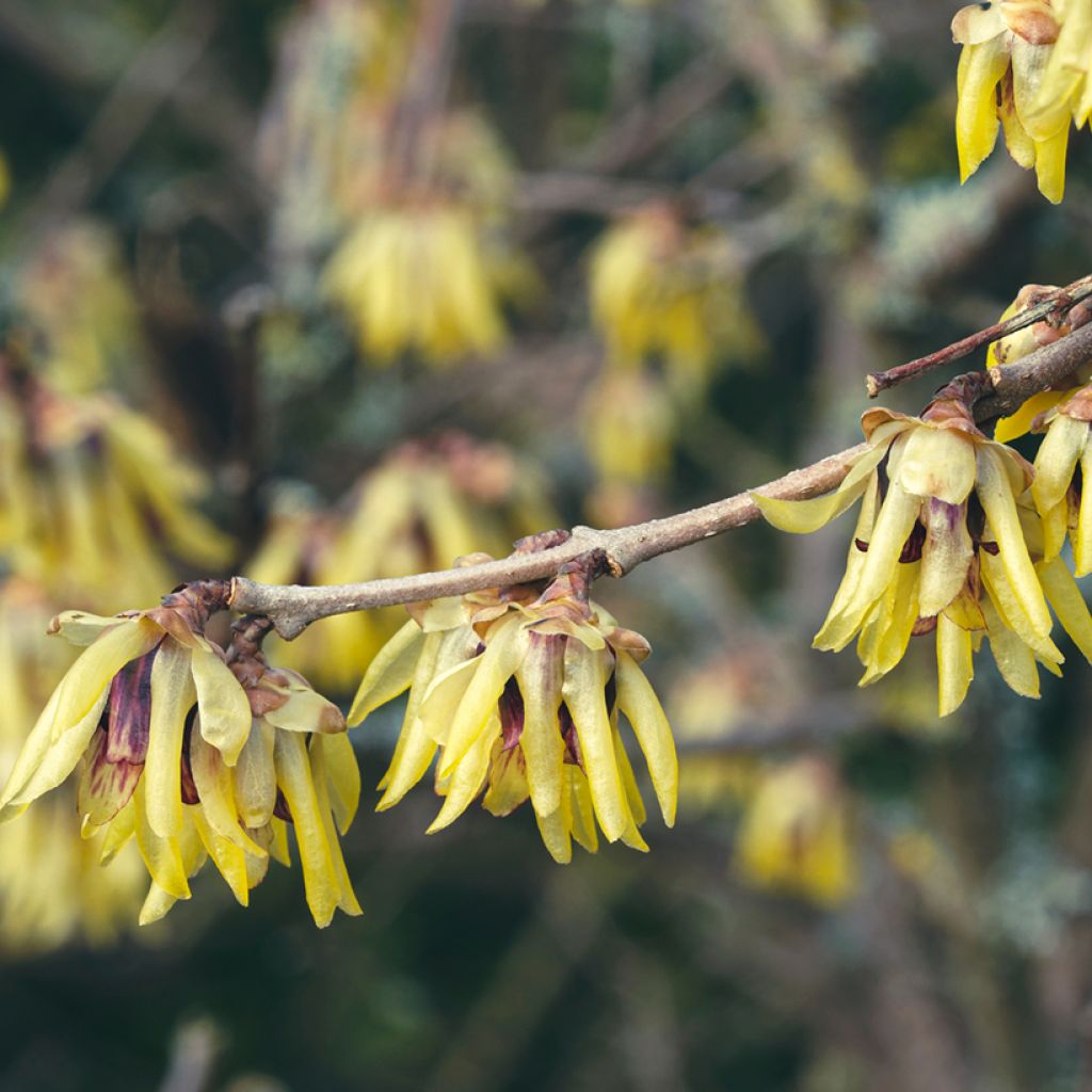 Chimonanthus praecox Grandiflorus - Macasar