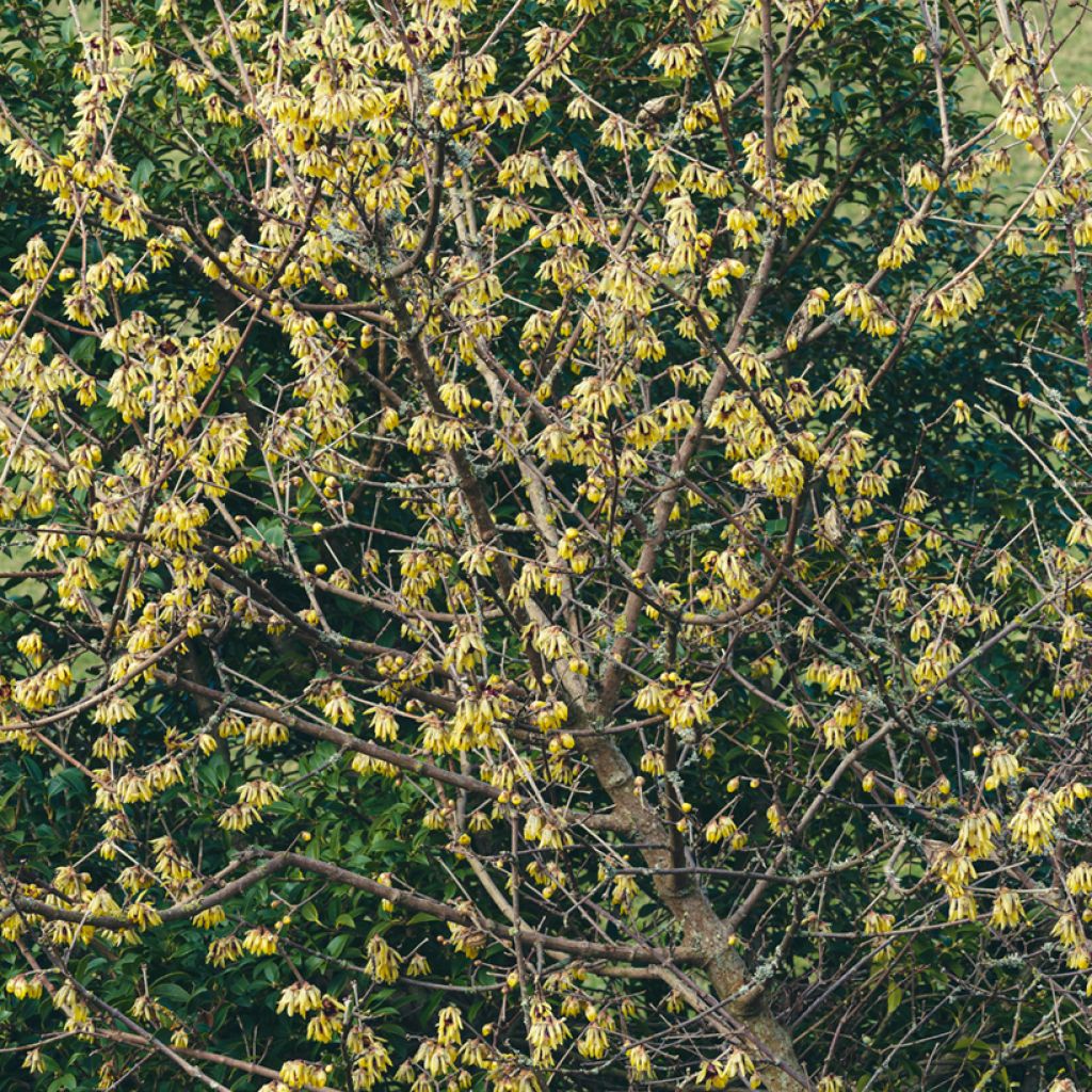 Chimonanthus praecox Grandiflorus - Macasar