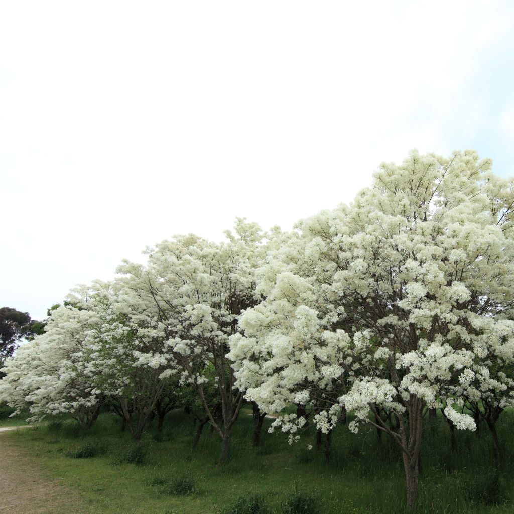 Chionanthus retusus - Árbol de la nieve chino