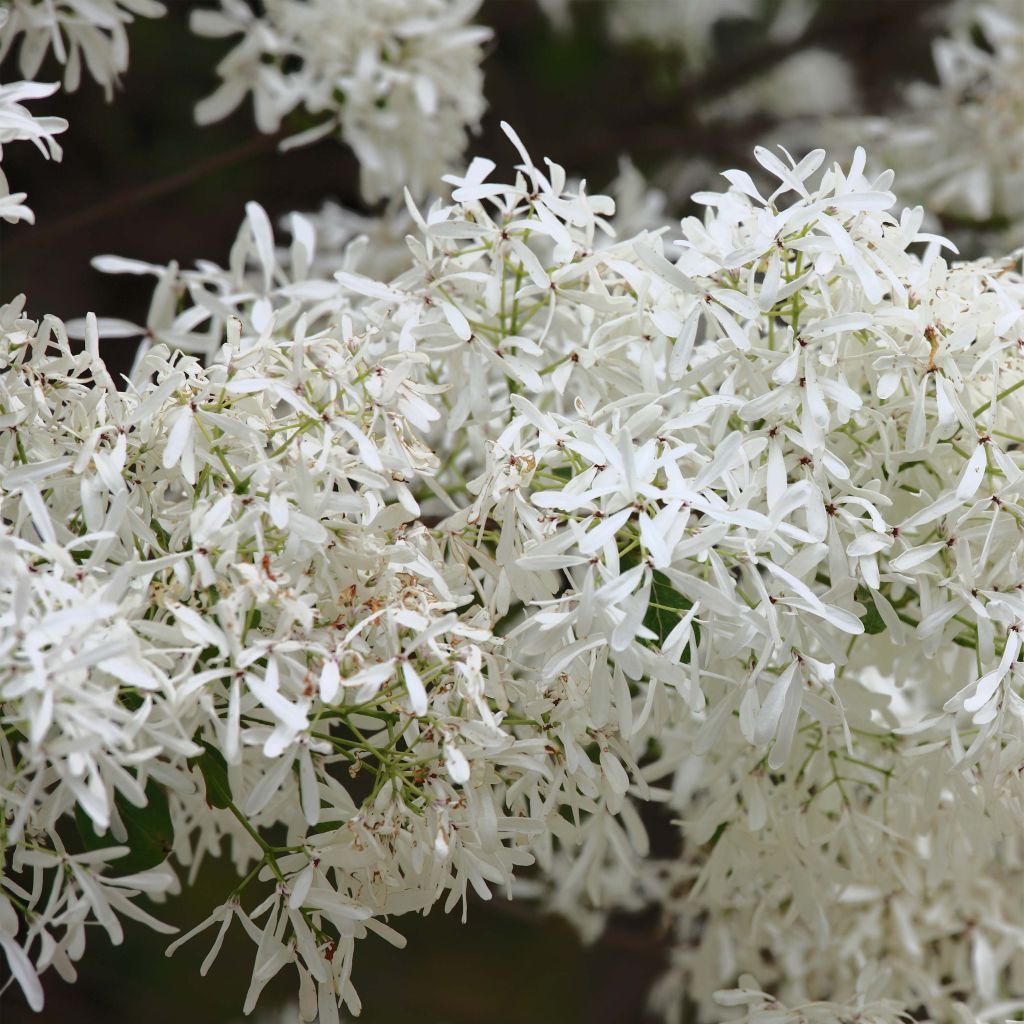 Chionanthus retusus - Árbol de la nieve chino