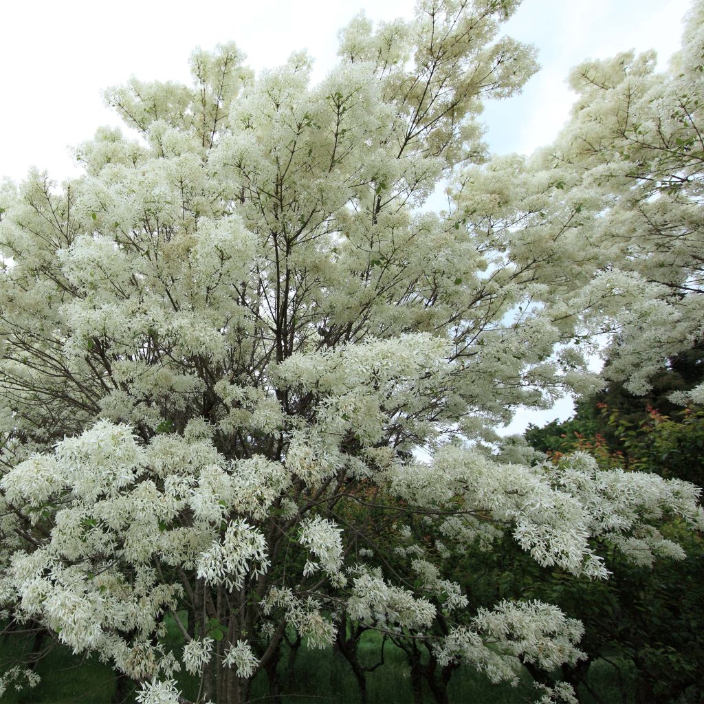 Chionanthus retusus - Árbol de la nieve chino