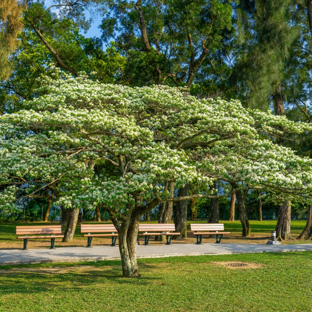 Chionanthus retusus - Árbol de la nieve chino