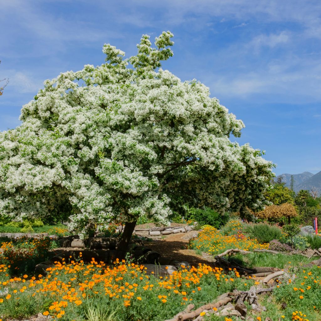 Chionanthus virginicus - Laurel de nieve