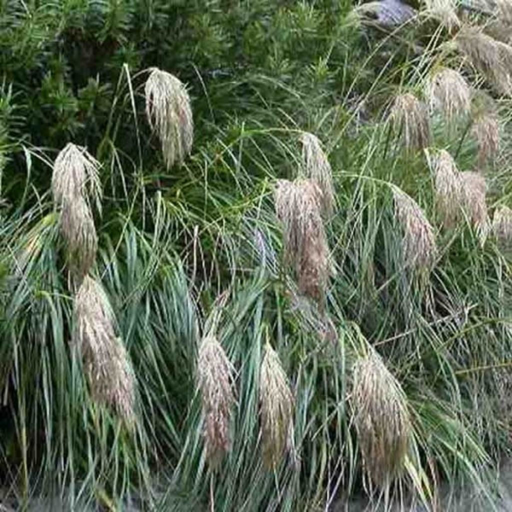 Chionochloa flavicans