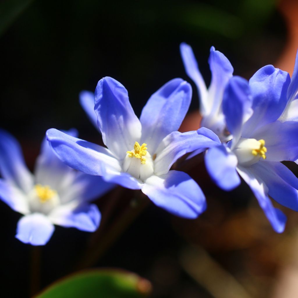 Chionodoxa forbesii Blue Giant