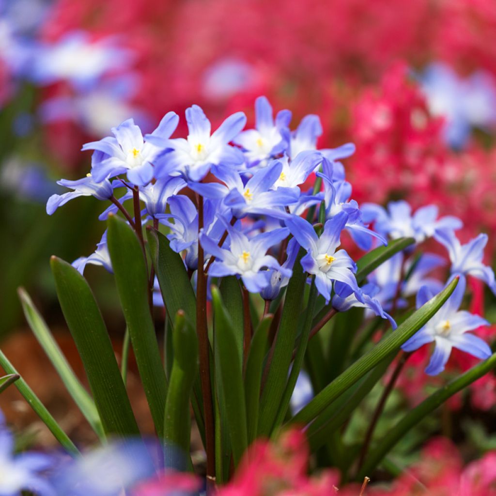 Chionodoxa forbesii Blue Giant