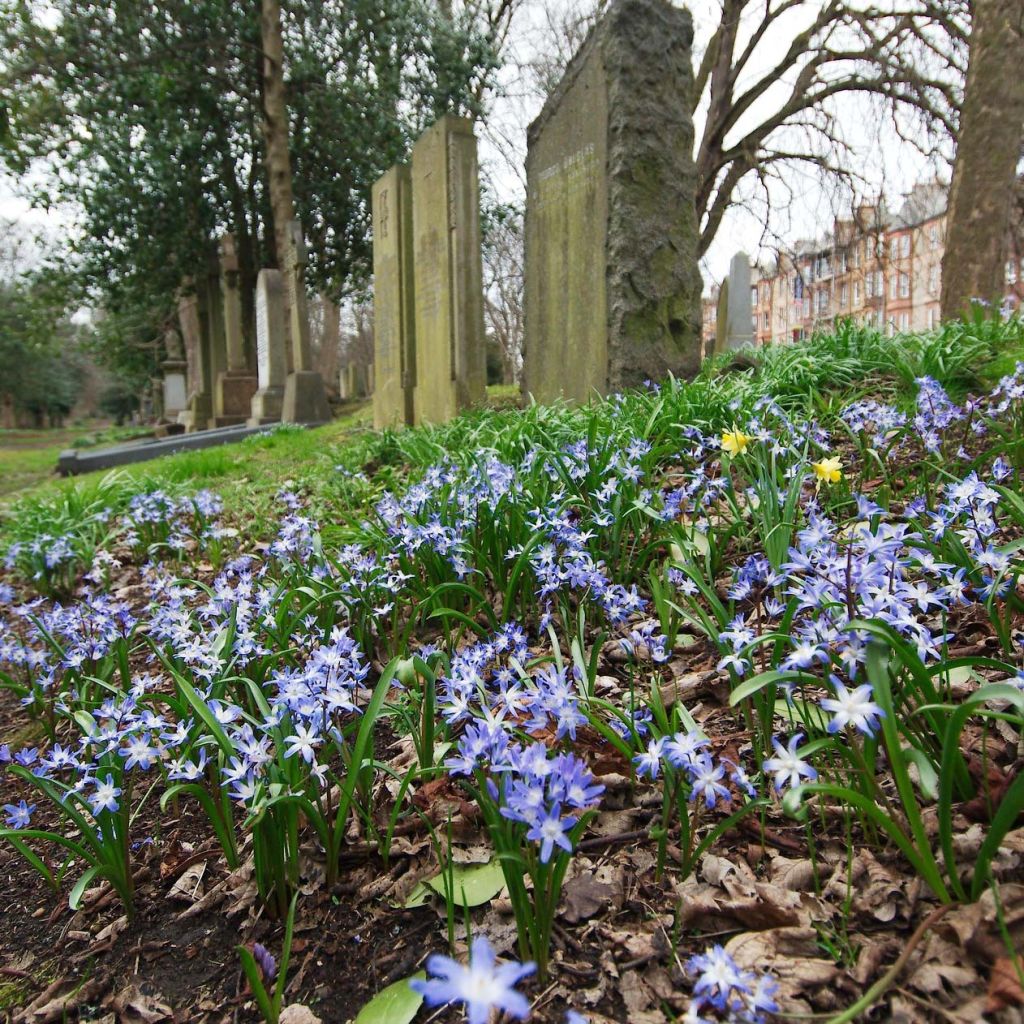 Chionodoxa forbesii - Gloire des Neiges