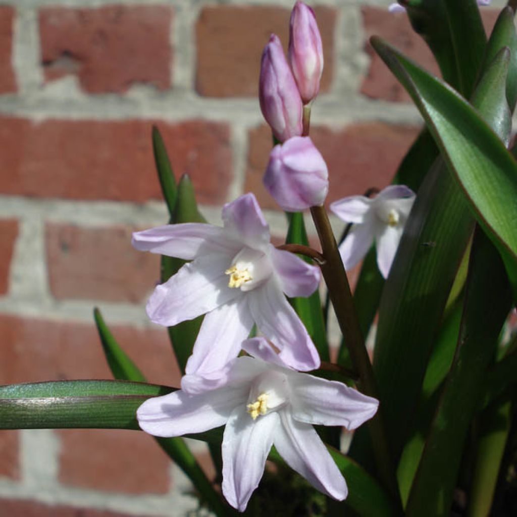 Chionodoxa forbesii Pink Giant