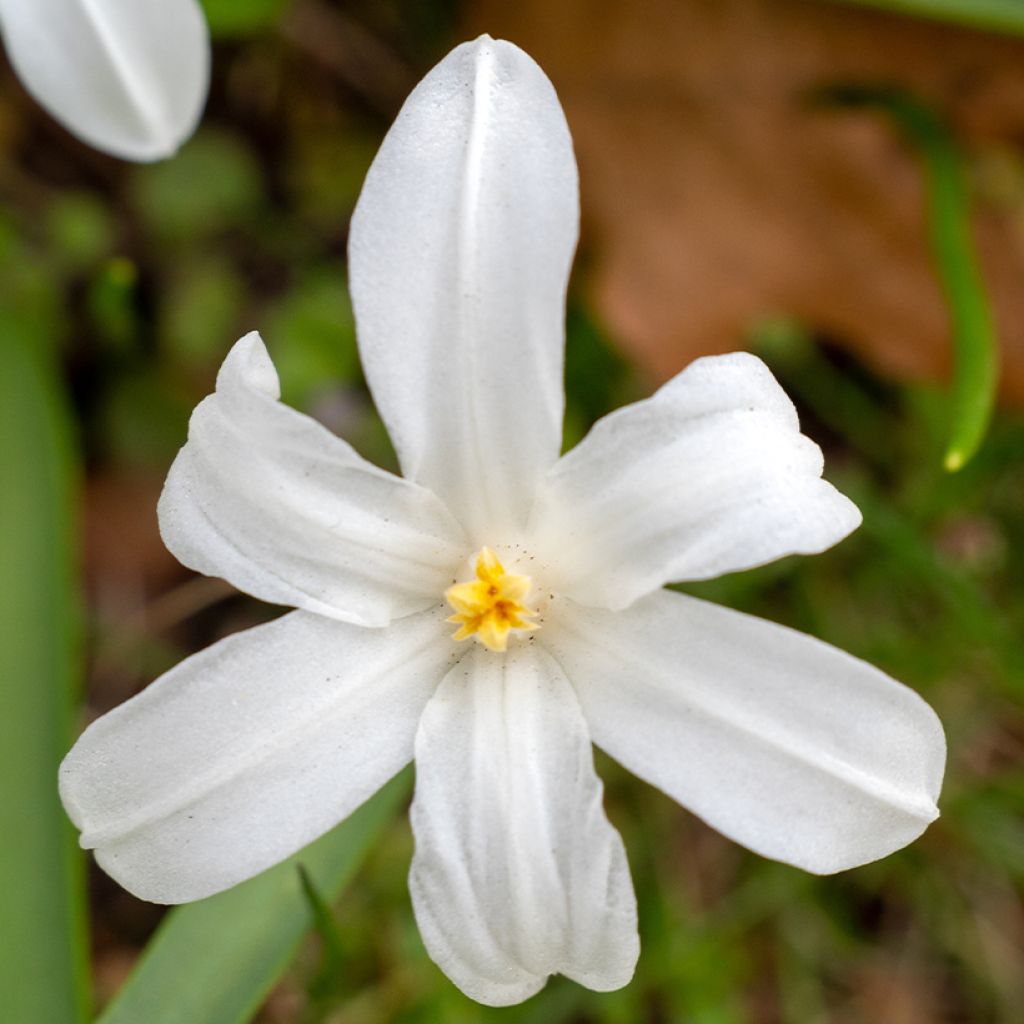 Chionodoxa luciliae Alba