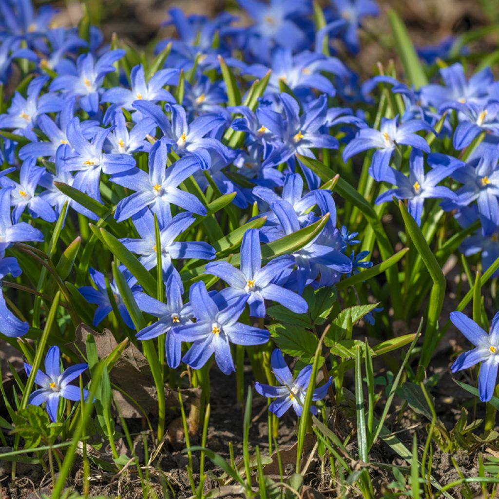 Chionodoxa luciliae - Gloire des Neiges