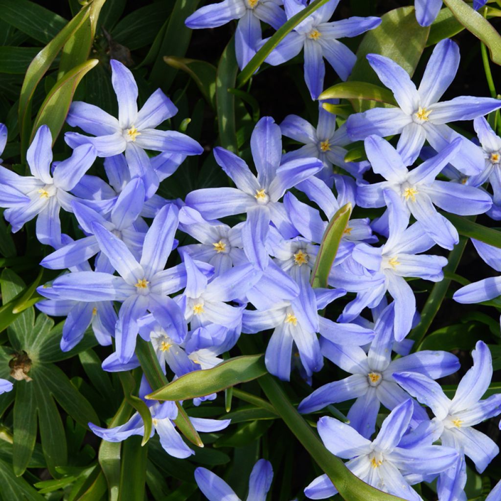 Chionodoxa luciliae - Gloire des Neiges