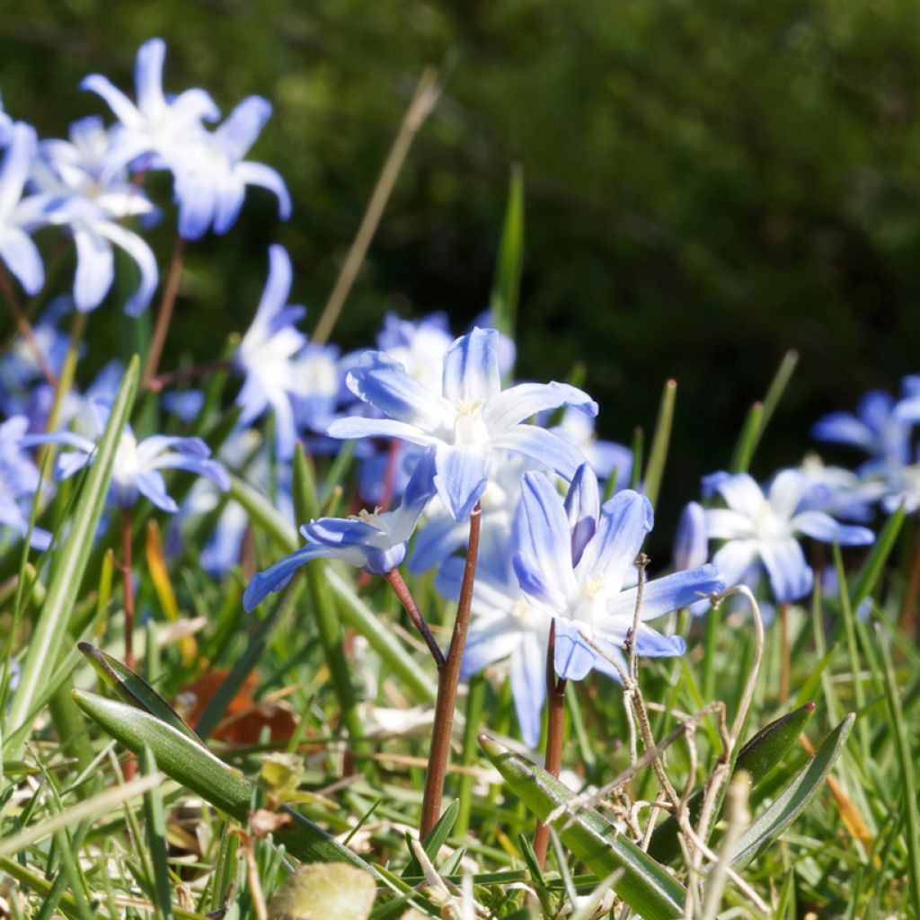 Chionodoxa sardensis - Gloire des neiges