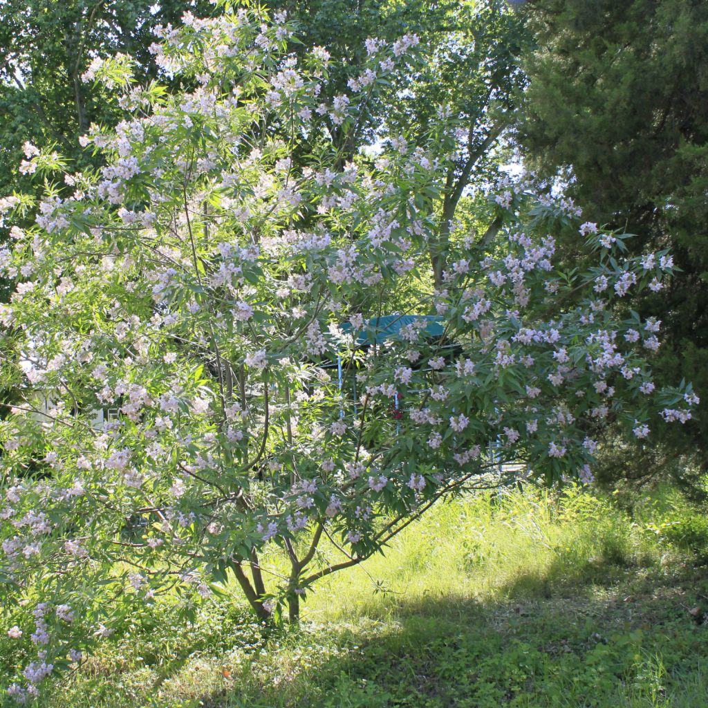 Chitalpa tashkentensis - Chitalpa de Tashkent