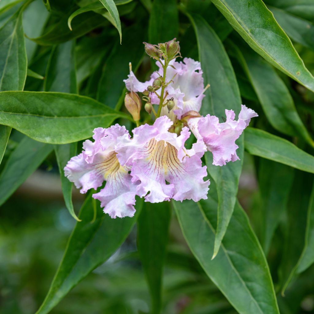 Chitalpa de Taschkent - Chitalpa tashkentensis Pink Dawn