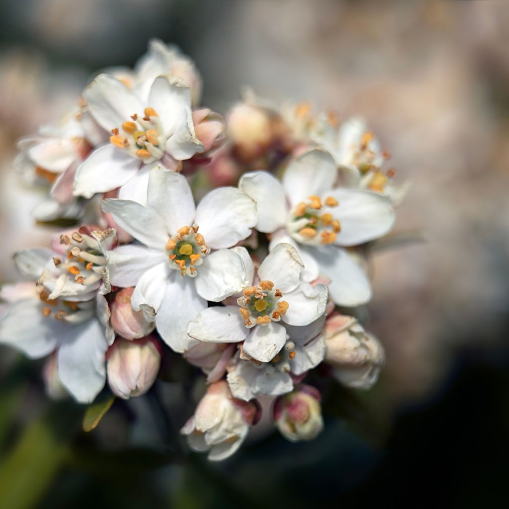 Naranjo de Méjico - Choisya Aztec Pearl