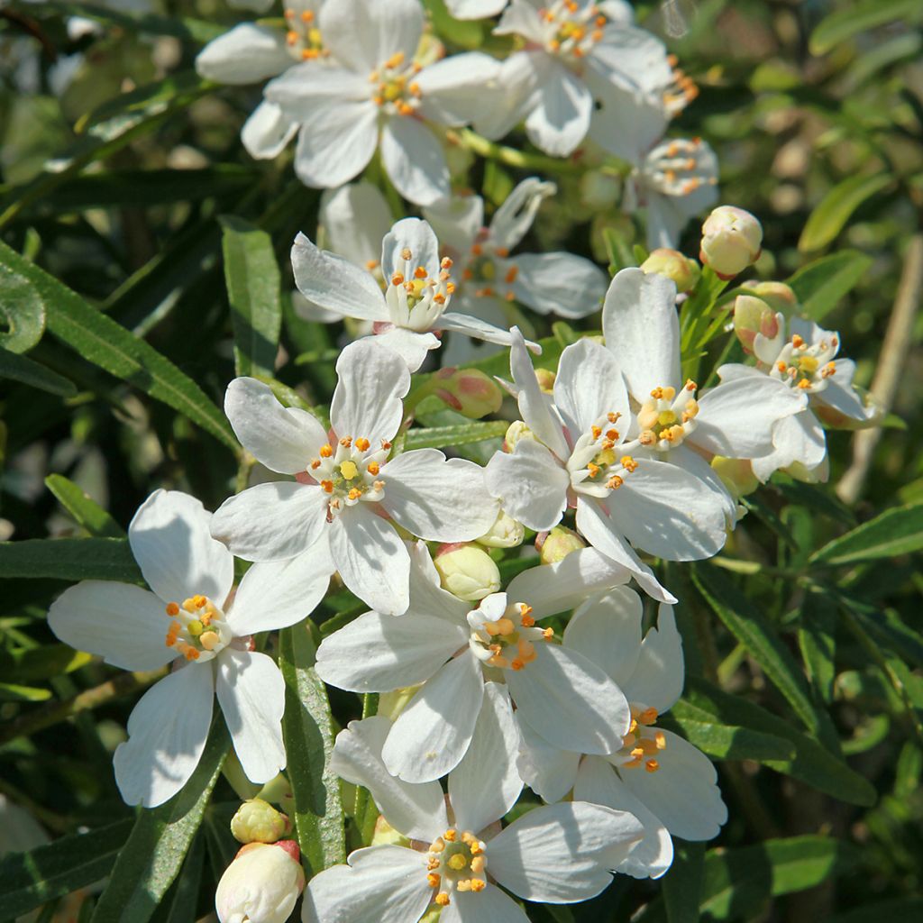 Naranjo de Méjico - Choisya White Dazzler