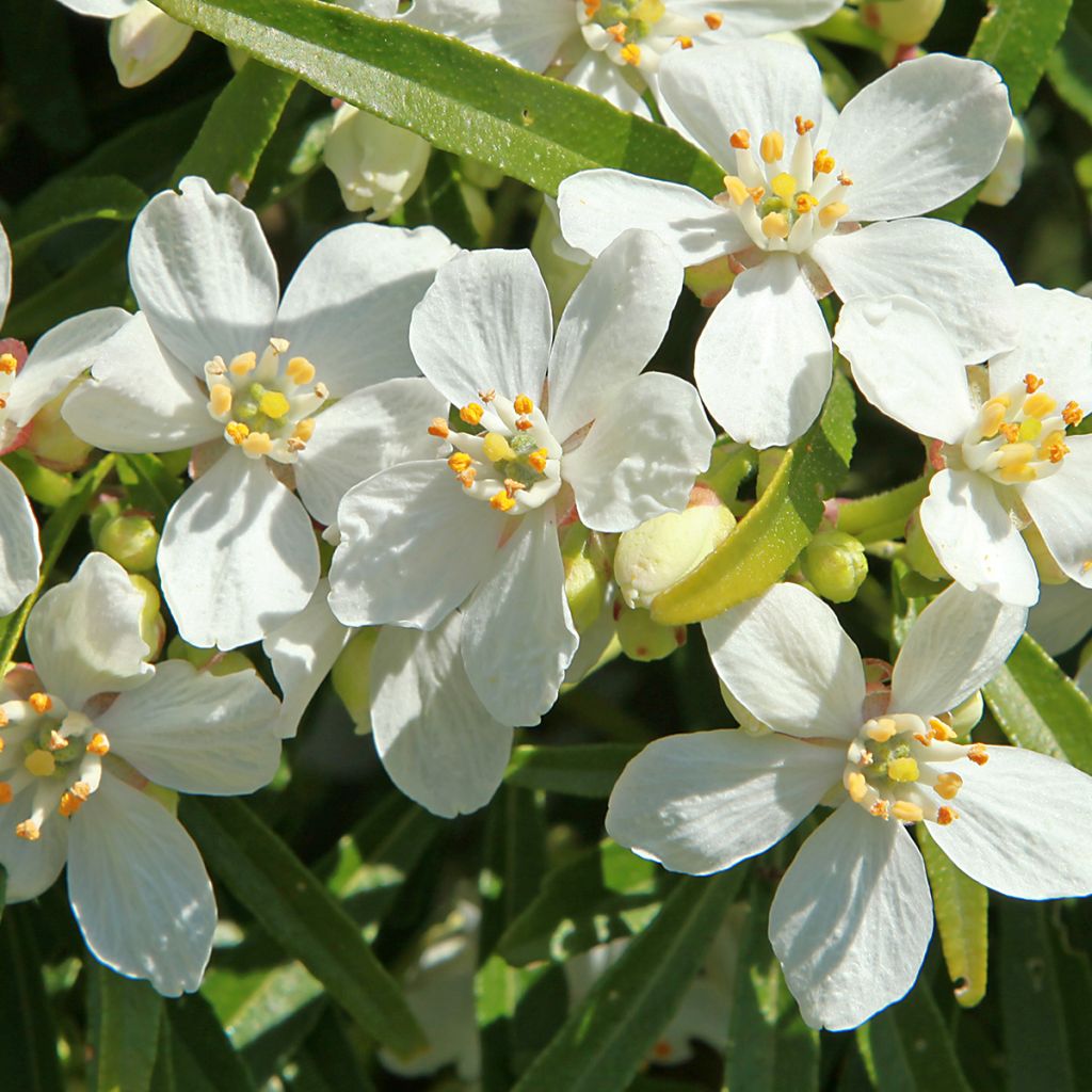 Naranjo de Méjico - Choisya White Dazzler