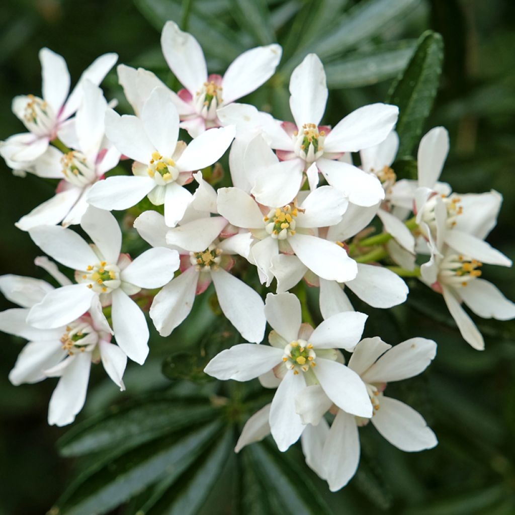 Naranjo de Méjico - Choisya ternata Snow Flurries