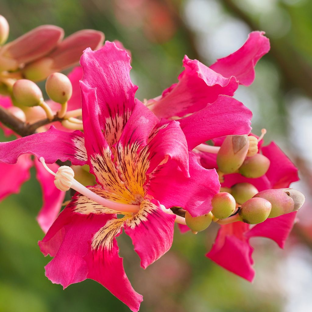 Ceiba speciosa - Palo borracho